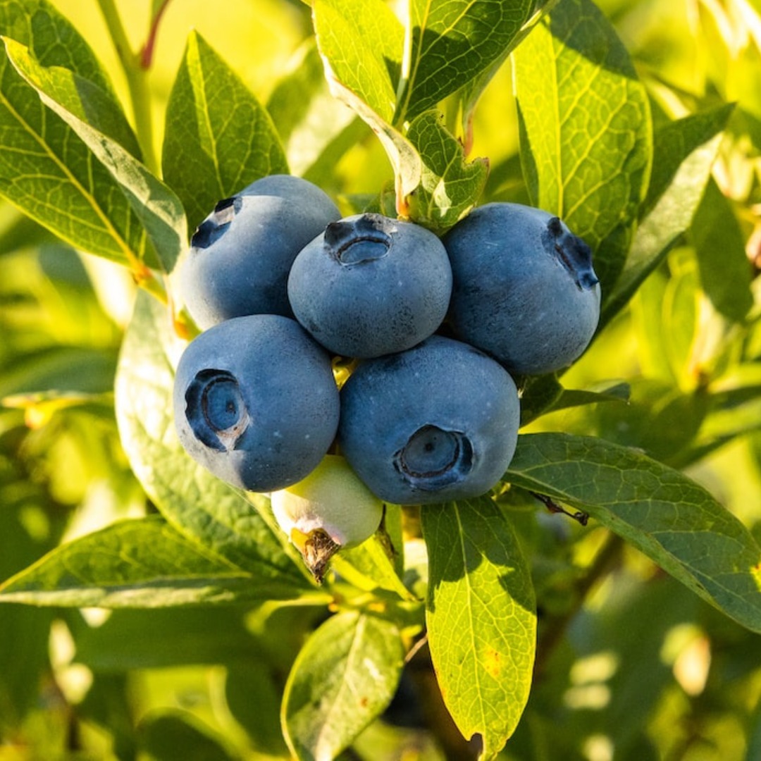 Sind Heidelbeeren aus Marokko sicher